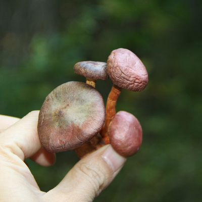 野生紅菇100g紅蘑菇松樹傘東北特產乾貨農家正宗松傘蘑天然食用菌