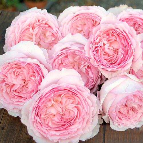 日本切花月季 美咲 misaki 月季花苗 多季开花大花