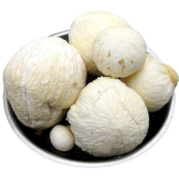 海南椰子芯椰子饼老椰子心椰芽椰子5个/45元包邮椰肉饼 婚礼专用