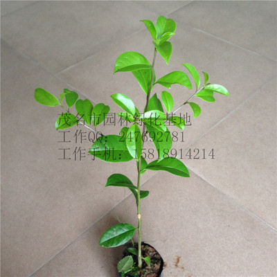 白银木树苗大叶冬青/山熊胆/铁冬青/救必应树苗正宗白银树/40公分