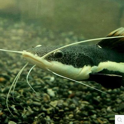 狗仔鲸红尾鲶鱼招财猫鱼鸭嘴鱼热带观赏鱼活体 风水鱼大型底层鱼