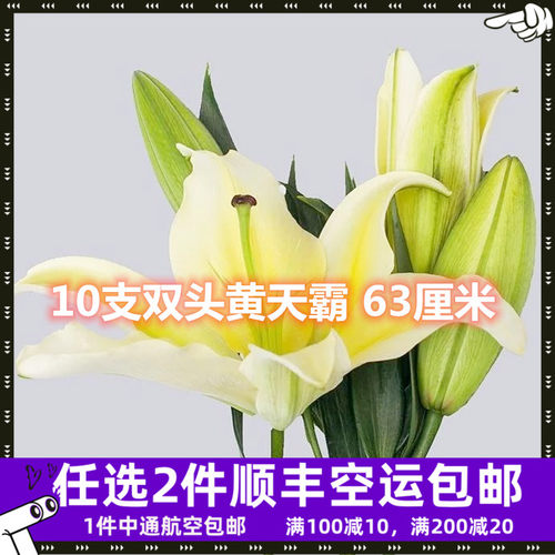 黄百合花鲜花价格 黄百合花鲜花图片 星期三