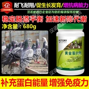 Chim bồ câu y học thư chim bồ câu y học Daquan sức khỏe vàng protein bột dinh dưỡng cuộc đua chim bồ câu trẻ cung cấp điều hòa - Chim & Chăm sóc chim Supplies