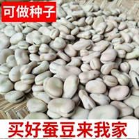 Yunnan Dry Broad Bean 3 фунта бесплатной доставки может проращивать новые товары Hushuo Luo Han Bean Fresh Broad Seeds Seeds