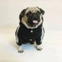 Luật nhỏ chiến đấu Tiếng Anh Quần áo Bago Quần áo mùa thu và mùa đông cộng với nhung chó chó cưng thú cưng vừa thể thao - Quần áo & phụ kiện thú cưng quần áo cho chó con
