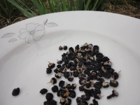 100 граммов Ningxia Black Wolfberry New Products Прямые продажи прямых продаж