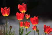 Tô Châu thêu DIY kit mới bắt đầu mới làm quen Tulip tim sơn lớn 40 * 27 tay tranh thêu phòng khách - Bộ dụng cụ thêu