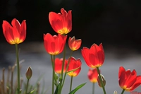 Tô Châu thêu DIY kit mới bắt đầu mới làm quen Tulip tim sơn lớn 40 * 27 tay tranh thêu phòng khách - Bộ dụng cụ thêu tranh thêu chỉ lụa