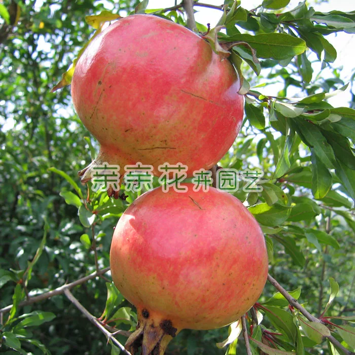 [Fruit tree seedling large pomegranate tree seedling new variety - Yunnan large pomegranate seedling large fruit sweet taste fragrant]