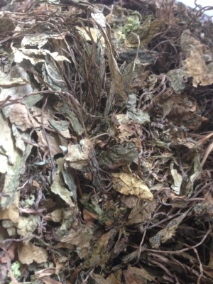 中药材肺筋草肺心草小肺筋草蛆儿草一窝蛆肺痨草茶500克包邮