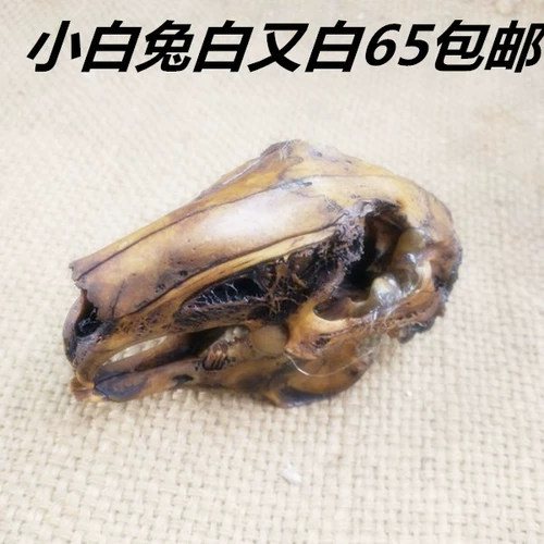 Череп, образец, кролик, подвеска, декор, форма