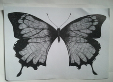Контурный рисунок 306★555号中央美院学生jbl？作品 钢笔画、素描 蝴蝶系列26x37cm
