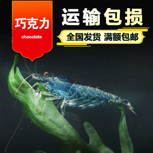 Наблюдение за креветками шоколадный рис -креветки черные король Kong Kong Rice Shrimp Pet Living Crimp
