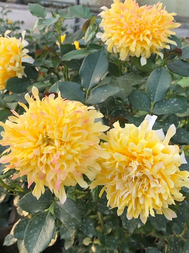 Садовые пожарные садовые волны Хайди вертикальные розовые цветы странное многосезонное цветение, устойчивые к болезням рассаду