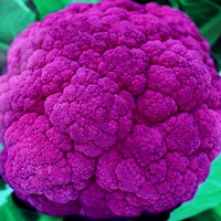 Пурпурные нефритовые семена цветов 200 капсул/сумка