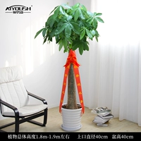 1,8-1,9 метра один выстрел [белая нить фарфоровая горшка]