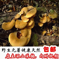 Северо -восточная специальность Heilongjiang Yichunlin District Wild Yuan Mushroom сушеные грибы съедобные грибы 250g