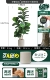 Новый Qinye 63 листья 126 см. Дайте PP Pot Oatse White