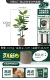 Vajrayana 125см дает PP PP Potted Milk Tea Brown