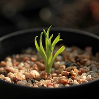 Spring Grass Small Ball Roots около 1 см