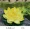 Mô phỏng Hoa sen Lá sen nổi Hoa sen cho Đạo Phật Vũ đạo Hồ cá Trang trí sân vườn Hoa giả - Hoa nhân tạo / Cây / Trái cây