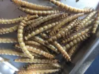 Большой Ворман сушеный белковой червь сушеные арована кормить большие хлебные червя сухой капюшоны, черепаха Luohan Parrot Map Map Fid Food
