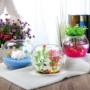 Đặc biệt cung cấp vận chuyển quốc gia chất lượng tinh thể bóng thủy tinh thủ công trang trí bàn sáp thủy canh xanh bonsai bể cá thủy tinh - Trang trí nội thất thiết kế spa mini tại nhà