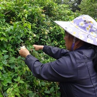 Родители Xiaojiang выбирают/2021 Натуральные новые товары/высокие горы дикое золото и серебряные цветы 50 г/пивоваренный цветочный чай детская ванна