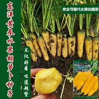 10 граммов Dongyang Yellow Ginseng 10G сумки