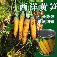 Западный желтый бамбук стреляет 300 грамм бочек