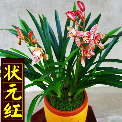 浓香型兰花苗【状元红】建兰四季兰花盆栽室内花卉绿植易活好养