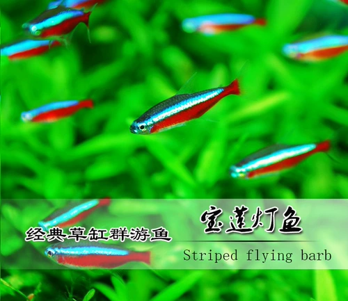 Сяси Акьерус фонарь рыбы цветок тропическая тропическая декоративная рыба живая домашняя рыба маленькая мираза в прямом эфире