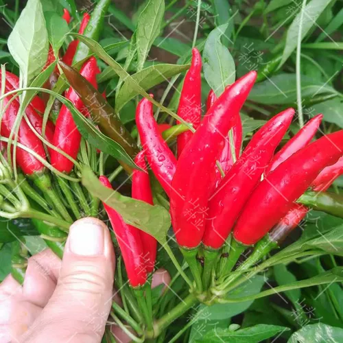 Семена с пряным хаотианским перцем свинома