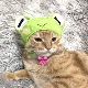 Лягушка