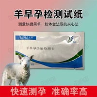 1 -я овца ранняя беременность