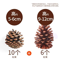 В общей сложности 16 наборов сосновых конусов