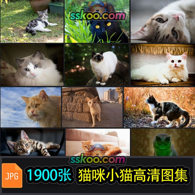高清可爱猫咪猫猫小猫动物特写照片4K壁纸背景JPG图片设计素材