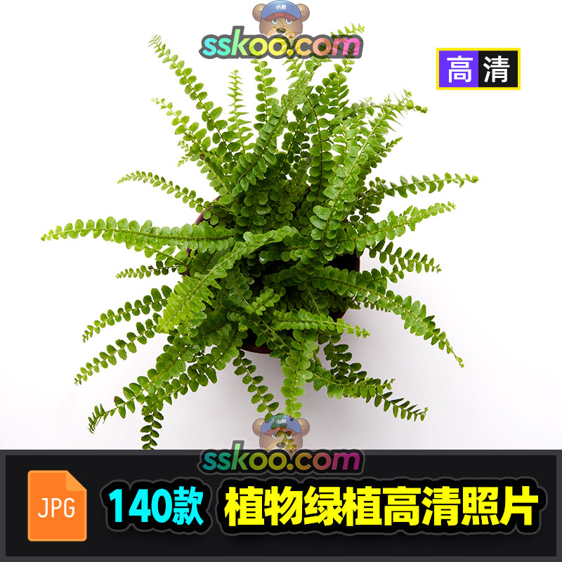 室内盆景盆栽植物绿植花草JPG图片高清摄影照片背景平面设计素材