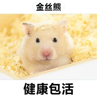 Золотой медведь