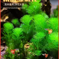 2 чашки большой пагоды (отправьте чашку раковины с водой)