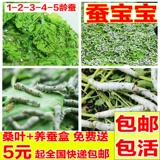 Щелковые пленки дети 1234 Студенты шелкористого червя, которые поднимают наборы шелкота из свежего шелковика Большого шелкористого шелкового изделия