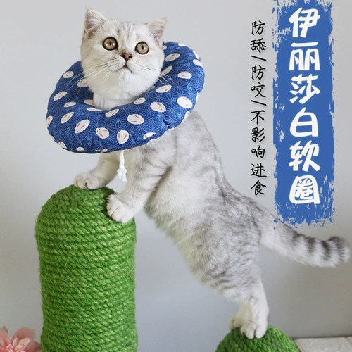 Элизабет кошка кошка горькая и облизывая, с учетом мягких рук кошка кошка и домашние животные поглощают стыд стыд Круг мягкий круг