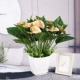 № 1 белый квадратный горшок+12 коротких голов
