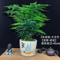 5-летние саженцы Вэньчжу [Blue Home Basin]