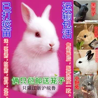 Кролик для принцессы, домашний питомец, белый кролик, панда