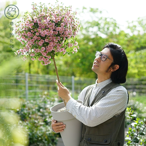 Маленький гибискусной горшечный пластиковый цветущий цветущий двор цветы