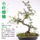 [小叶榔榆]