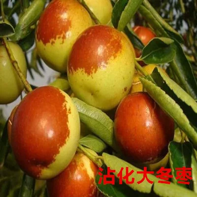 [Jujube tree live seedling grafted seedling with fruit in year huge Jin-si green jujube planted in courtyard for north south winter jujube seedling]