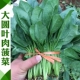 109 Big Leaf Meat Spinach 50 граммов осеннего вещания специально