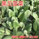 Черный шпинат Spell 500G (чернила зеленые крупные круглые листья)